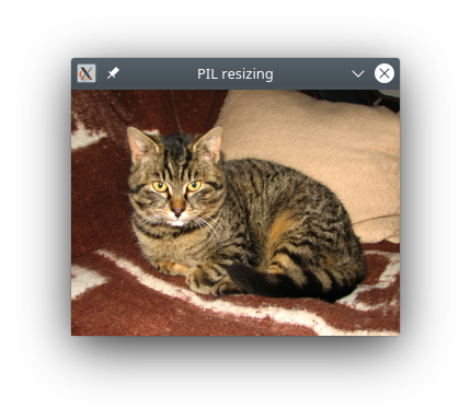 catjpg.png